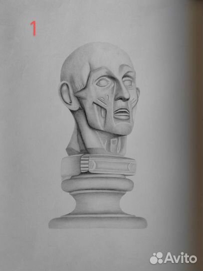 Академический рисунок голова, череп, части лица