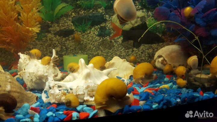 Аквариумные улитки, рыбки и корм для рыбок