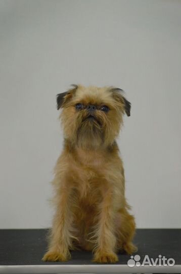 Пти брабансон вязка