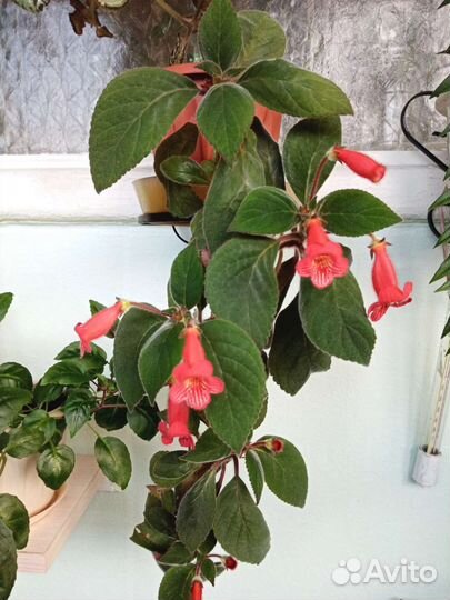 Комнатные растения