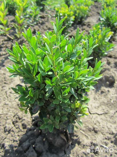 Самшит, бирючен, кизильник