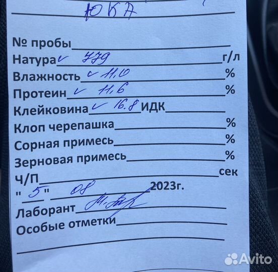 Зерно пшеница