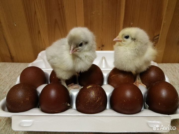 Цыплята суточные