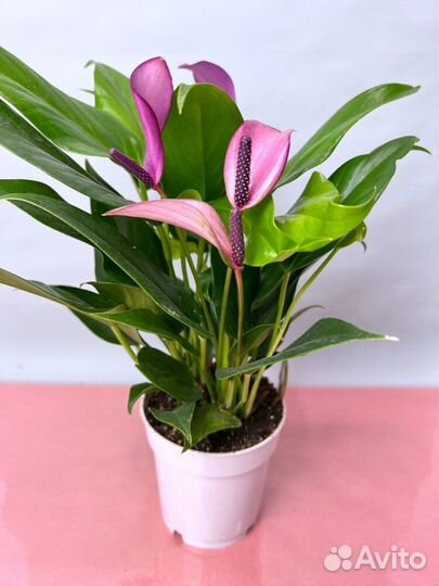 Антуриум Зизу -фиолетовая орхидея среди антуриумов