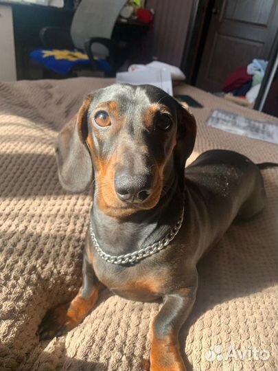 Карликовая такса