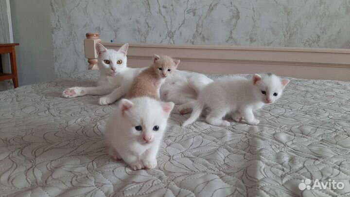 Котята в добрые руки