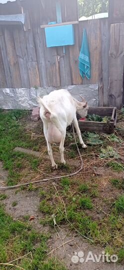 Продаю козу