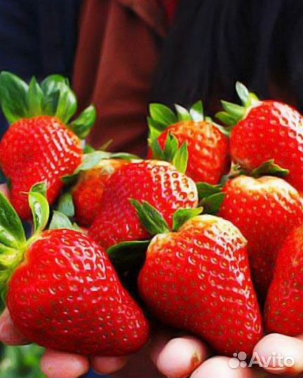 Саженцы клубники Альба