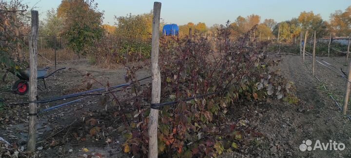 Саженцы малины