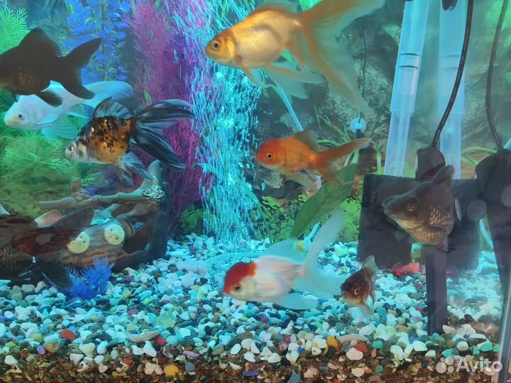 Компрессор фильтр кормушка для аквариума тихий