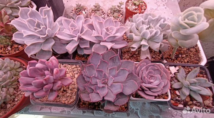 Суккуленты