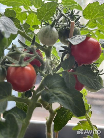 Томат балконное чудо