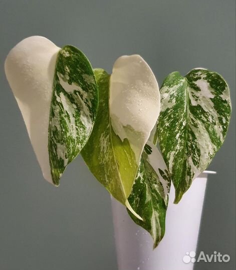 Монстера Альба вариегатная и зеленая