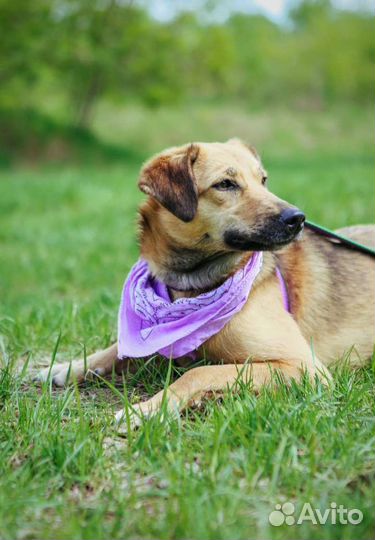 Рейчел в поисках дома