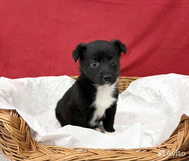 Щенок мальчик