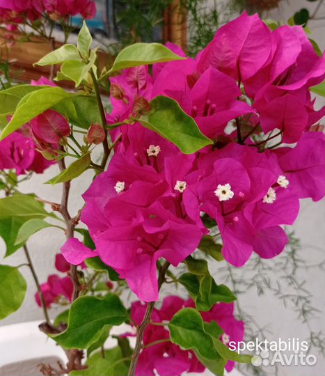 Бугенвилия