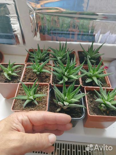 Хавортия полосатая