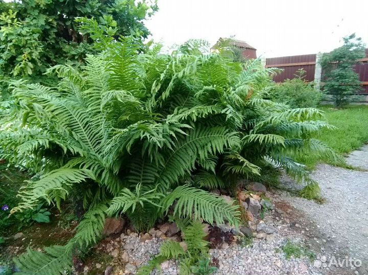 Декоративные растения для сада