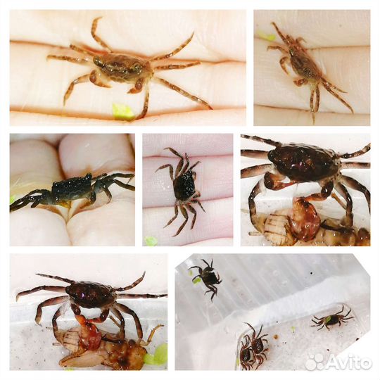 Аквариумные обитатели