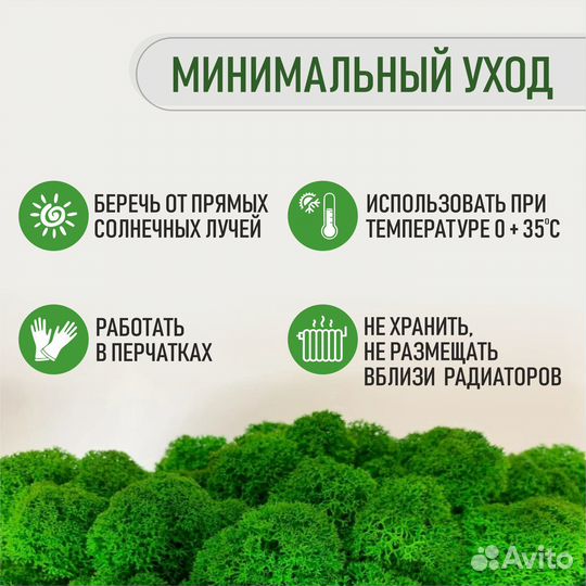 Стабилизированный мох