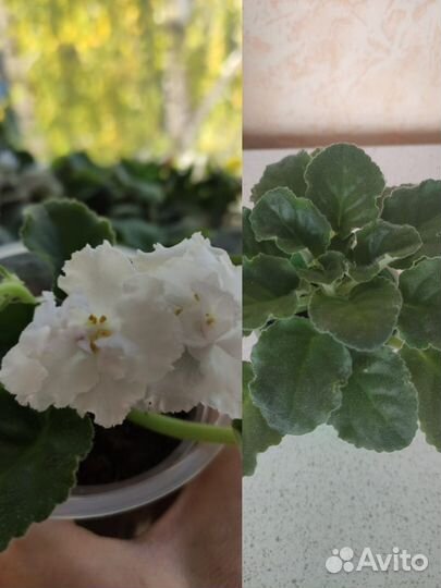 Фиалка в горшках