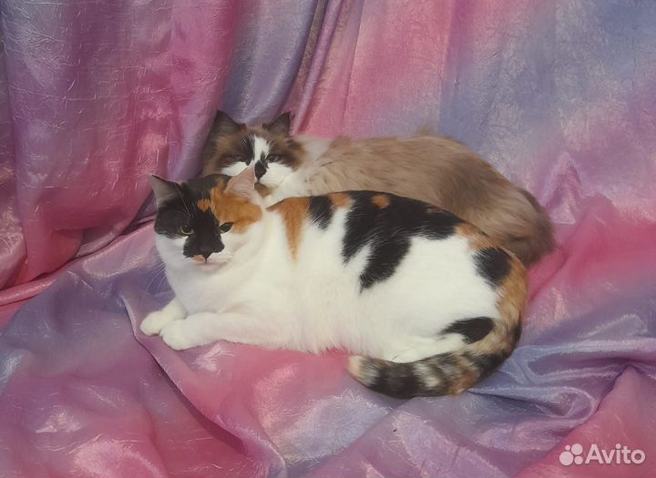 Кошка в добрые руки