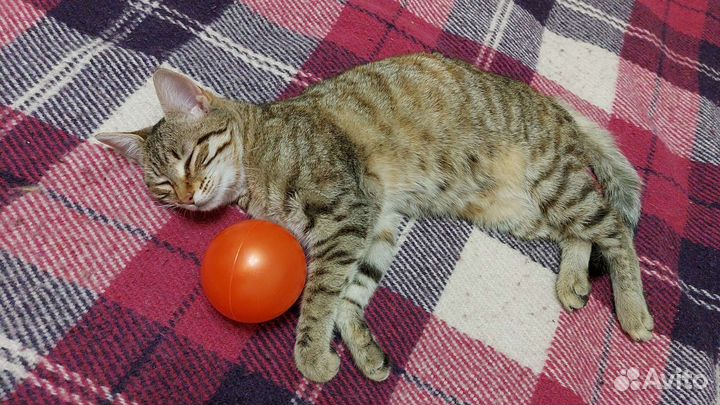 Кошка годовалая