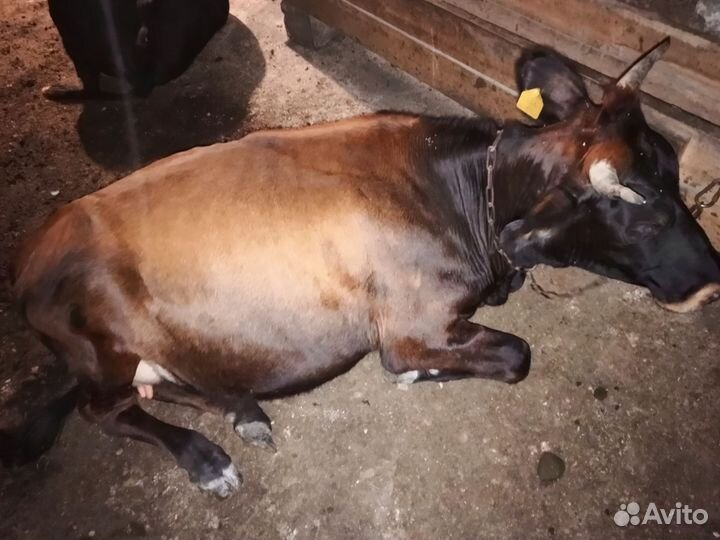 Корова год и 10 месяцев