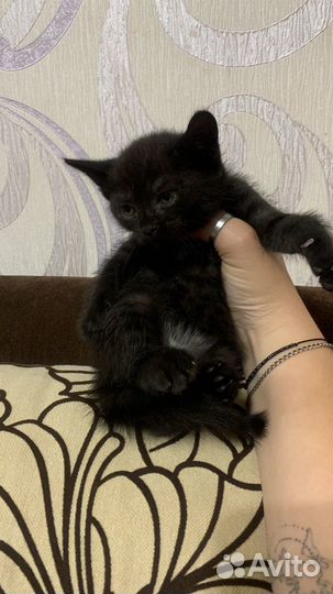 Черный котенок