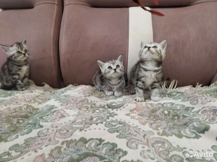 Британские котята