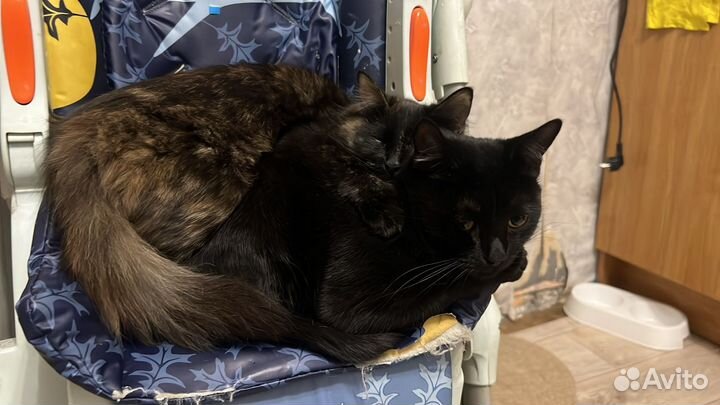 Кошечка Туча