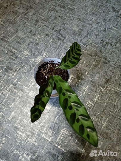 Лансифолия,Церопегия, Фикус бенджамина