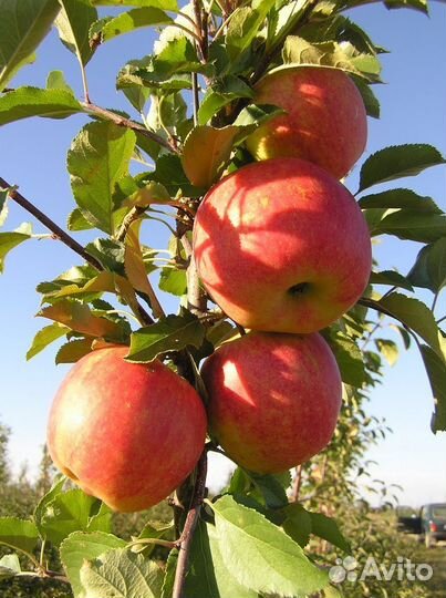 Яблоня Чемпион