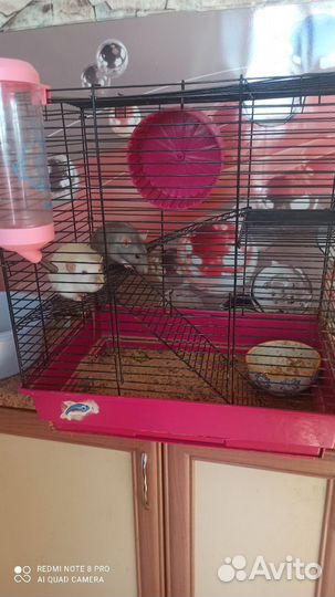 Крыски дамбо