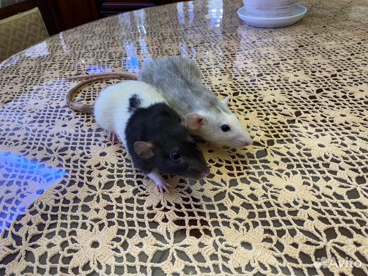 Декоративная крыса с клеткой