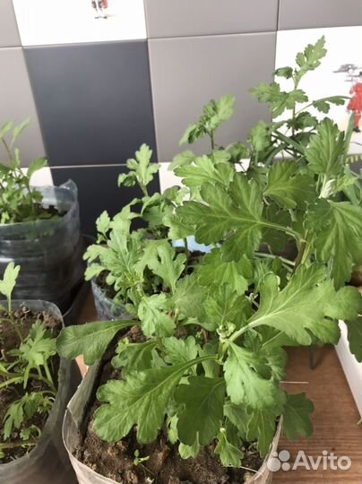 Хризантема