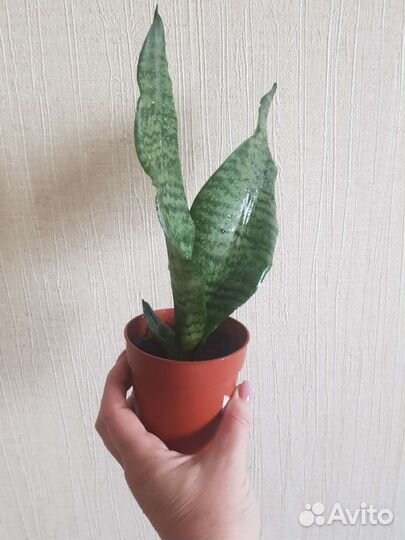 Сансевиерия Ларензи, Ханни, ханни крем