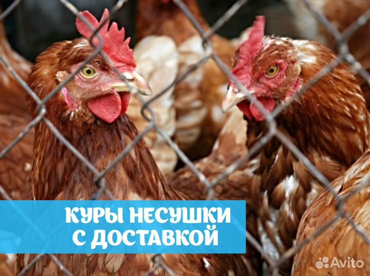 Куры несушки