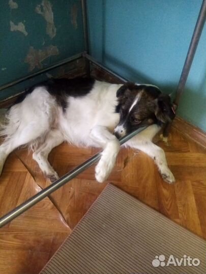 Собака в добрые руки