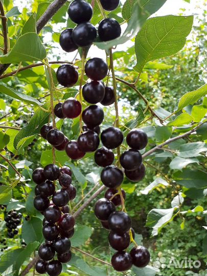 Спирея, черемуха, облепиха