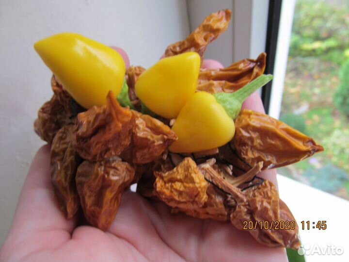 Перчик многолетний, комнатный, декоративный