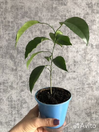 Мандариновое дерево