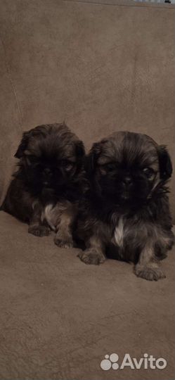 Щенки пекинеса