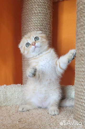 Шотландские вислоушки с документами