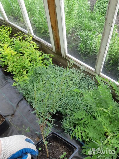 Ива цельнолистная Нана, или ива пурпурная Нана