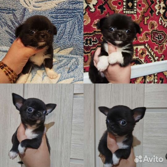 Щенки чихуахуа