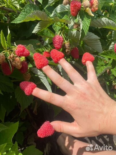 Малина Тарусса