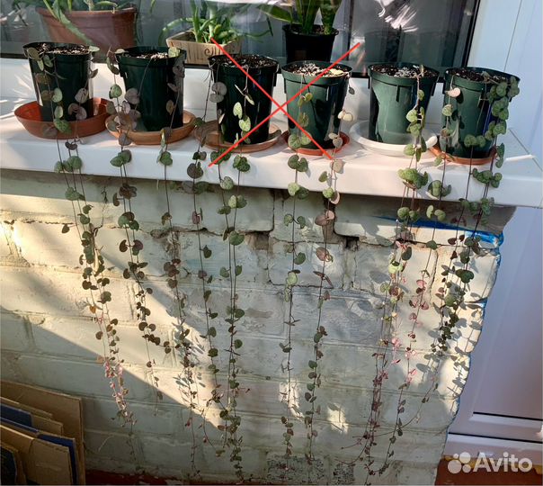 Церопегия вуда