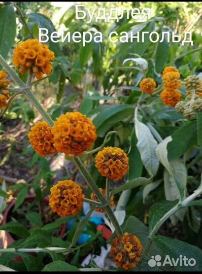 Буддлея 5 сортов