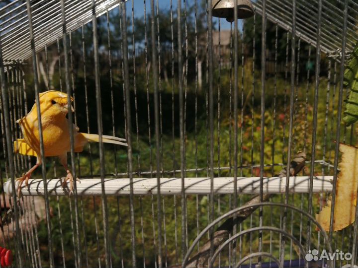 Кенара и канарейки